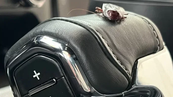 Can You Bug Bomb a Car Here Is What You Should Know
